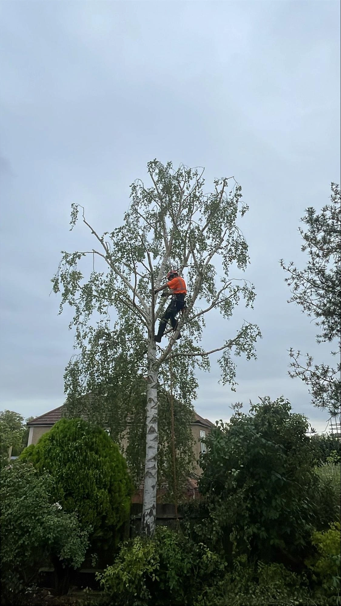 Tree Surgeon Harnessed In Tree